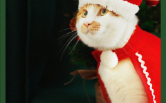 猫写真圣诞,猫写真里的温馨时刻